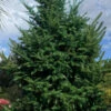 Japanese Momi Fir Tree - 2 Gallon Pot