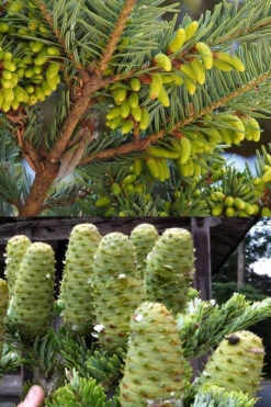 Japanese Momi Fir Tree - 3 Gallon Pot -Wilson Bros Gardens abies firma japanese momi fir 7 2