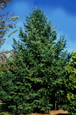 Japanese Momi Fir Tree - 6 Pack Of 1 Gallon Pots 15 Japanese Momi Fir Tree - 6 Pack Of 1 Gallon Pots -Wilson Bros Gardens abies firma japanese momi fir 8 1