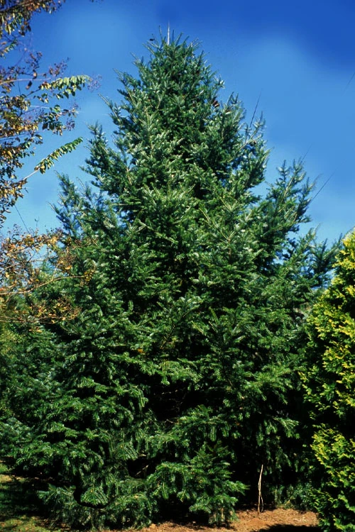 Japanese Momi Fir Tree - 6 Pack Of 1 Gallon Pots 8 Japanese Momi Fir Tree - 6 Pack Of 1 Gallon Pots - Image 8