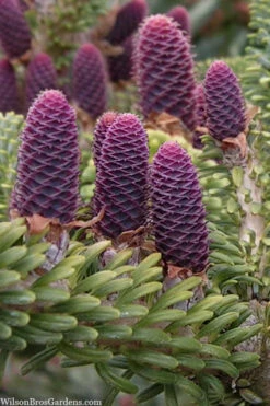 Horstmann's Silberlocke Korean Fir - 5 Gallon Pot -Wilson Bros Gardens abies koreana hortmanns silberlocke korean fir 3