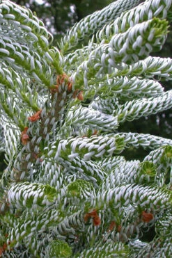 Horstmann's Silberlocke Korean Fir - 5 Gallon Pot -Wilson Bros Gardens abies koreana hortmanns silberlocke korean fir 4
