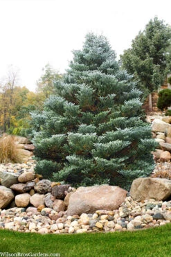 Horstmann's Silberlocke Korean Fir - 5 Gallon Pot -Wilson Bros Gardens abies koreana hortmanns silberlocke korean fir 6