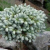 Ice Breaker Korean Fir (Single Trunk Topiary) - 1 Gallon Pot