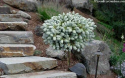 Ice Breaker Korean Fir (Single Trunk Topiary) - 1 Gallon Pot -Wilson Bros Gardens abies koreana kouhouts ice breaker korean fir 2