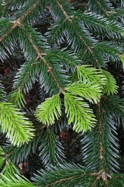 Borjomi Nordmann Fir - 6 Pack Of 1 Gallon Pots 8 Borjomi Nordmann Fir - 6 Pack Of 1 Gallon Pots -Wilson Bros Gardens abies nordmanniana borjomi nordmann fir tree 3