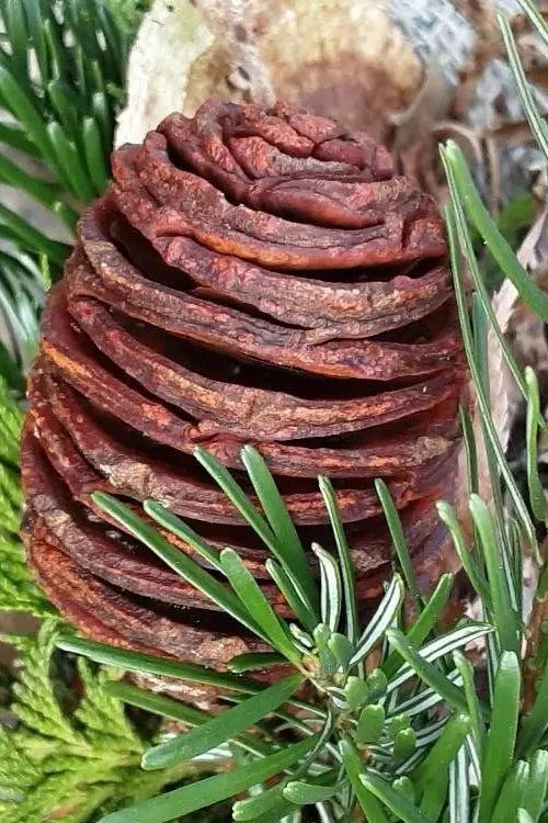 Borjomi Nordmann Fir - 6 Pack Of 1 Gallon Pots 5 Borjomi Nordmann Fir - 6 Pack Of 1 Gallon Pots - Image 5