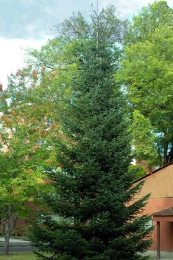 Borjomi Nordmann Fir - 6 Pack Of 1 Gallon Pots 7 Borjomi Nordmann Fir - 6 Pack Of 1 Gallon Pots -Wilson Bros Gardens abies nordmanniana borjomi nordmann fir tree 8