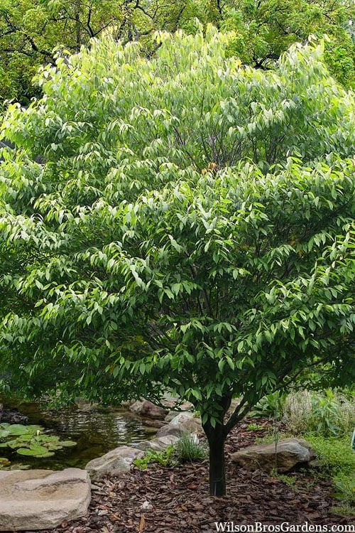 Hornbeam Maple (Acer Carpinifolium) - 3 Gallon Pot 1 Hornbeam Maple (Acer Carpinifolium) - 3 Gallon Pot