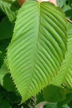 Hornbeam Maple (Acer Carpinifolium) - 3 Gallon Pot 9 Hornbeam Maple (Acer Carpinifolium) - 3 Gallon Pot -Wilson Bros Gardens acer carpinifolium hornbeam maple tree 4