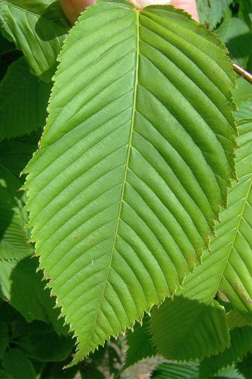 Hornbeam Maple (Acer Carpinifolium) - 3 Gallon Pot 4 Hornbeam Maple (Acer Carpinifolium) - 3 Gallon Pot - Image 4