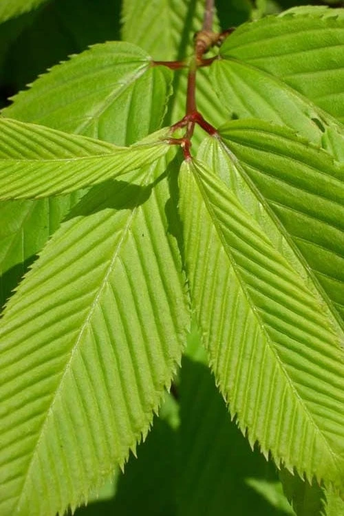 Hornbeam Maple (Acer Carpinifolium) - 3 Gallon Pot 6 Hornbeam Maple (Acer Carpinifolium) - 3 Gallon Pot - Image 6
