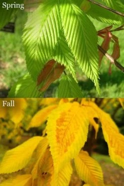 Hornbeam Maple (Acer Carpinifolium) - 3 Gallon Pot 8 Hornbeam Maple (Acer Carpinifolium) - 3 Gallon Pot -Wilson Bros Gardens acer carpinifolium hornbeam maple tree 6