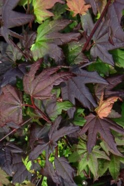 Burgundy Jewel Vine Maple (Acer Circinatum) - 5 Gallon Pot -Wilson Bros Gardens acer circinatum burgundy jewel vine maple 4