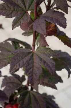 Burgundy Jewel Vine Maple (Acer Circinatum) - 1 Gallon Pot -Wilson Bros Gardens acer circinatum burgundy jewel vine maple 6 1