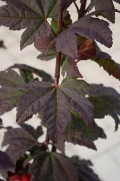 Burgundy Jewel Vine Maple (Acer Circinatum) - 5 Gallon Pot -Wilson Bros Gardens acer circinatum burgundy jewel vine maple 6