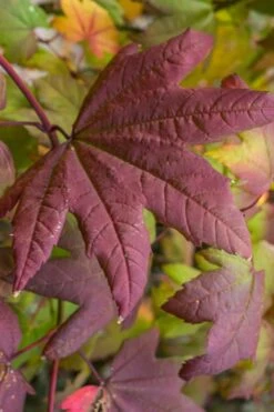 Burgundy Jewel Vine Maple (Acer Circinatum) - 5 Gallon Pot -Wilson Bros Gardens acer circinatum burgundy jewel vine maple 7