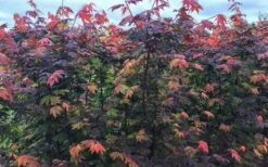 Burgundy Jewel Vine Maple (Acer Circinatum) - 5 Gallon Pot -Wilson Bros Gardens acer circinatum burgundy jewel vine maple 8