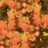 Pacific Fire Vine Maple - 3 Gallon Pot