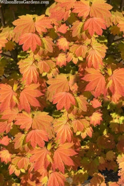 Pacific Fire Vine Maple - 3 Gallon Pot