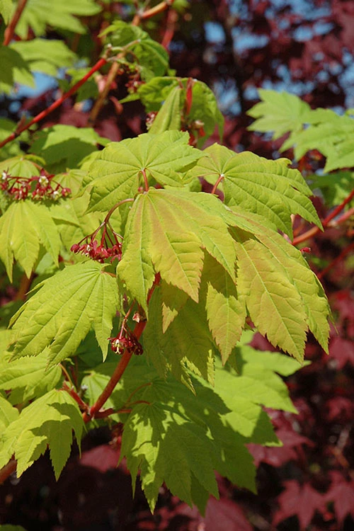 Pacific Fire Vine Maple - 1 Gallon Pot (COPY) 6 Pacific Fire Vine Maple - 1 Gallon Pot (COPY) - Image 6