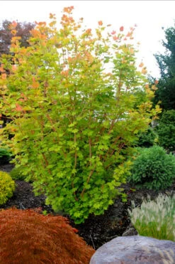 Pacific Fire Vine Maple - 1 Gallon Pot (COPY) 12 Pacific Fire Vine Maple - 1 Gallon Pot (COPY) -Wilson Bros Gardens acer circinatum pacific fire vine maple tree 5 1