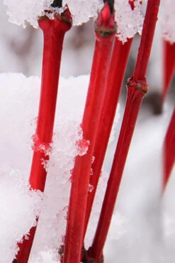 Pacific Fire Vine Maple - 5 Gallon Pot -Wilson Bros Gardens acer circinatum pacific fire vine maple tree 8