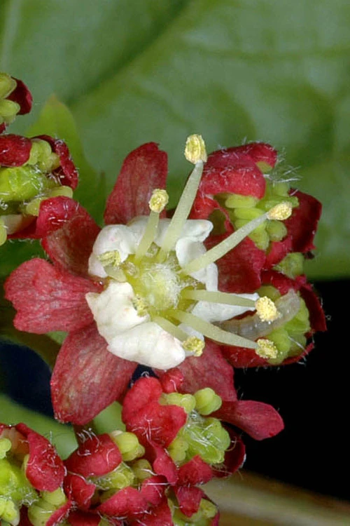 Pacific Fire Vine Maple - 1 Gallon Pot (COPY) 9 Pacific Fire Vine Maple - 1 Gallon Pot (COPY) - Image 9