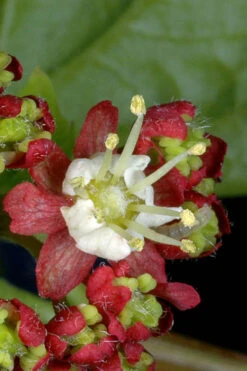 Pacific Fire Vine Maple - 5 Gallon Pot -Wilson Bros Gardens acer circinatum vine maple 13