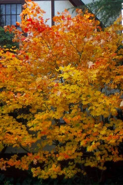 Pacific Fire Vine Maple - 5 Gallon Pot -Wilson Bros Gardens acer circinatum vine maple flowers 25