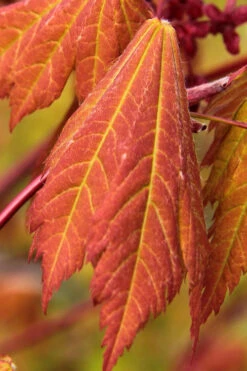 Emmett's Pumpkin Japanese Maple (Acer Japonicum) - 1 Gallon Pot 16 Emmett's Pumpkin Japanese Maple (Acer Japonicum) - 1 Gallon Pot -Wilson Bros Gardens acer japonicum emmets pumpkin japanese maple 1