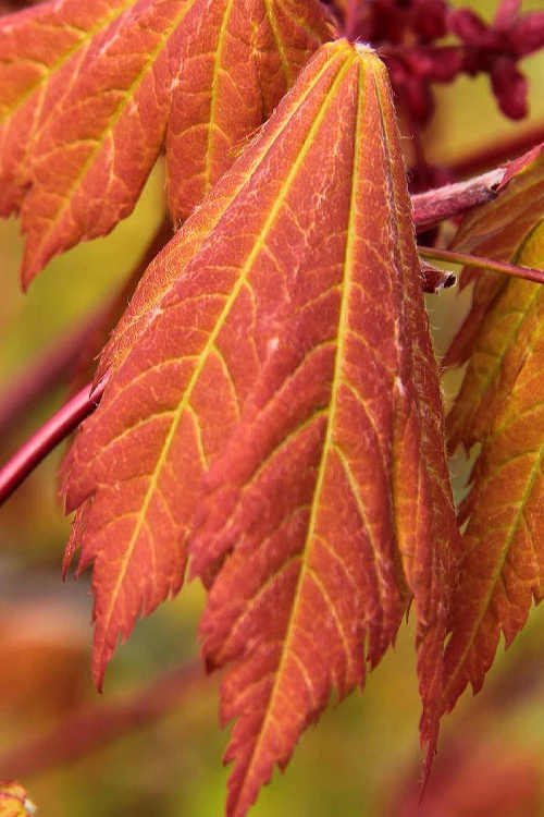Emmett's Pumpkin Japanese Maple (Acer Japonicum) - 1 Gallon Pot 5 Emmett's Pumpkin Japanese Maple (Acer Japonicum) - 1 Gallon Pot - Image 5
