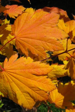 Emmett's Pumpkin Japanese Maple (Acer Japonicum) - 1 Gallon Pot 19 Emmett's Pumpkin Japanese Maple (Acer Japonicum) - 1 Gallon Pot -Wilson Bros Gardens acer japonicum emmets pumpkin japanese maple 2