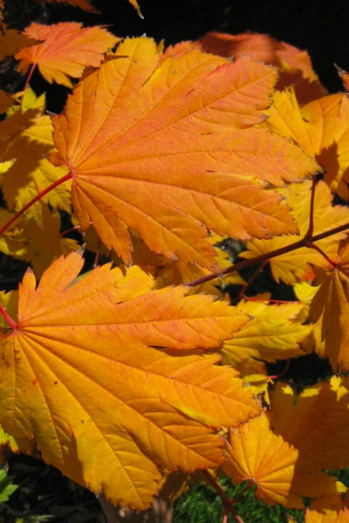 Emmett's Pumpkin Japanese Maple (Acer Japonicum) - 1 Gallon Pot 8 Emmett's Pumpkin Japanese Maple (Acer Japonicum) - 1 Gallon Pot - Image 8