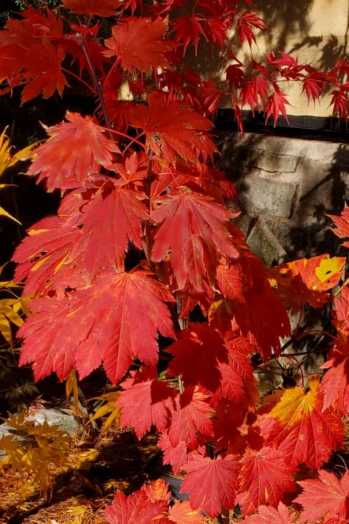 Emmett's Pumpkin Japanese Maple (Acer Japonicum) - 1 Gallon Pot 10 Emmett's Pumpkin Japanese Maple (Acer Japonicum) - 1 Gallon Pot - Image 10