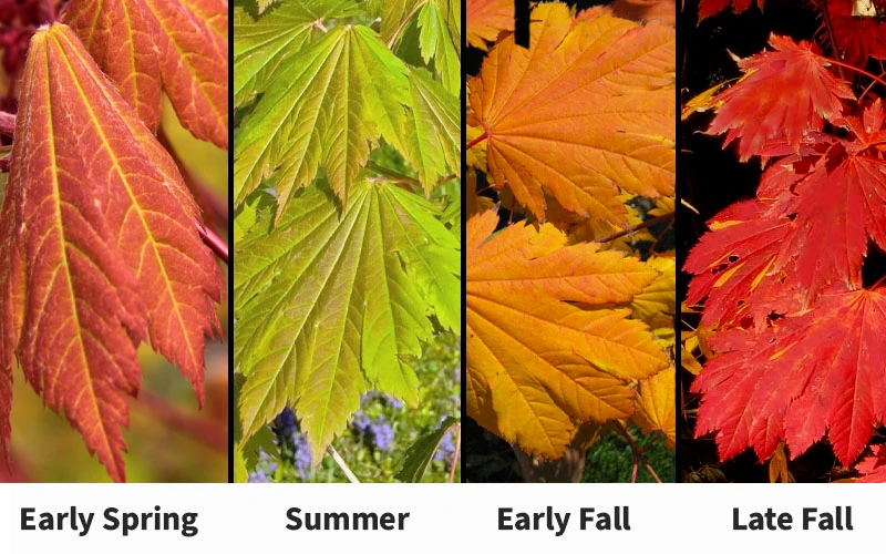 Emmett's Pumpkin Japanese Maple (Acer Japonicum) - 1 Gallon Pot 4 Emmett's Pumpkin Japanese Maple (Acer Japonicum) - 1 Gallon Pot - Image 4