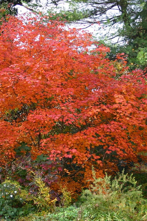 Emmett's Pumpkin Japanese Maple (Acer Japonicum) - 1 Gallon Pot 11 Emmett's Pumpkin Japanese Maple (Acer Japonicum) - 1 Gallon Pot - Image 11