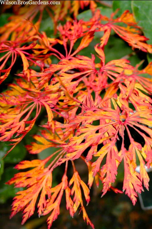 Fairy Lights Full Moon Japanese Maple - 1 Gallon Pot 5 Fairy Lights Full Moon Japanese Maple - 1 Gallon Pot - Image 5