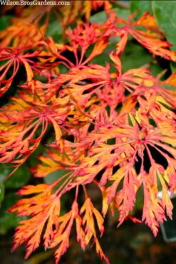 Fairy Lights Full Moon Japanese Maple - 3 Gallon Pot 9 Fairy Lights Full Moon Japanese Maple - 3 Gallon Pot -Wilson Bros Gardens acer japonicum fairy lights full moon maple 3