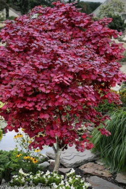 Ruby Full Moon Japanese Maple - 7 Gallon Pot -Wilson Bros Gardens acer japonicum ruby full moon maple 3