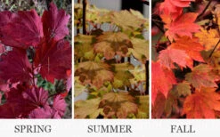 Ruby Full Moon Japanese Maple - 3 Gallon Pot 9 Ruby Full Moon Japanese Maple - 3 Gallon Pot -Wilson Bros Gardens acer japonicum ruby full moon maple 4 1