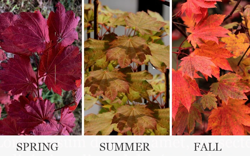 Ruby Full Moon Japanese Maple - 3 Gallon Pot 4 Ruby Full Moon Japanese Maple - 3 Gallon Pot - Image 4