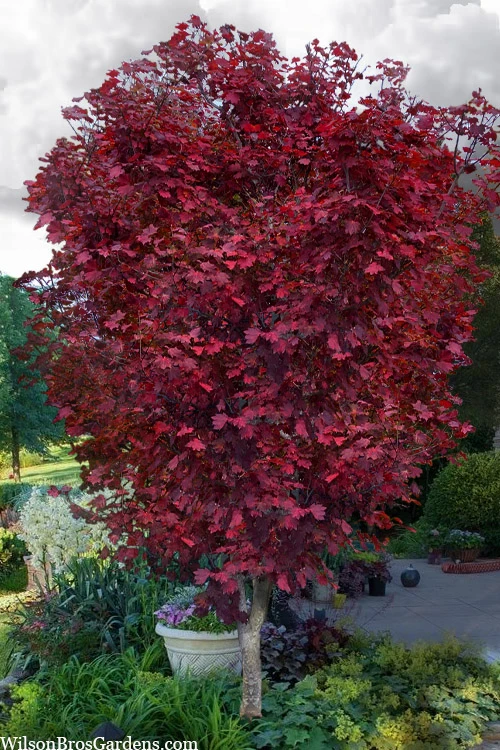 Ruby Full Moon Japanese Maple - 3 Gallon Pot 1 Ruby Full Moon Japanese Maple - 3 Gallon Pot