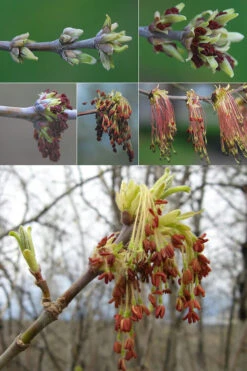 Box Elder Maple Tree (Acer Negundo) - 3 Gallon Pot -Wilson Bros Gardens acer negundo box elder maple tree flowers