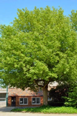 Box Elder Maple Tree (Acer Negundo) - 3 Gallon Pot