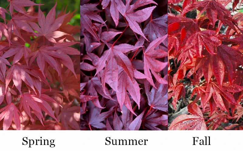 Adrian's Compact Japanese Maple - 3 Gallon Pot 4 Adrian's Compact Japanese Maple - 3 Gallon Pot - Image 4