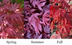 Adrian's Compact Japanese Maple - 5 Gallon Pot -Wilson Bros Gardens acer palmatum adrians compact japanese maple 12