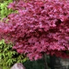 Adrian's Compact Japanese Maple - 3 Gallon Pot