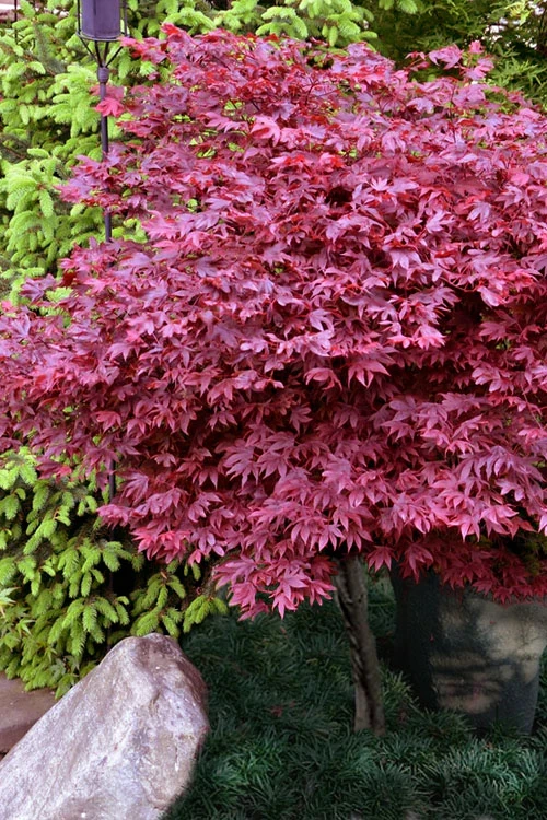 Adrian's Compact Japanese Maple - 3 Gallon Pot 1 Adrian's Compact Japanese Maple - 3 Gallon Pot