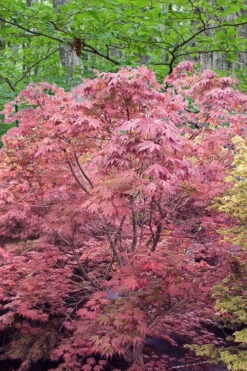 Aka Shigitatsu Sawa Japanese Maple - 1 Gallon Pot -Wilson Bros Gardens acer palmatum aka shigitatsu japanese maple 1